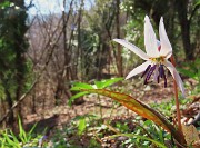 31 Erythronium dens-canis (Dente di cane)